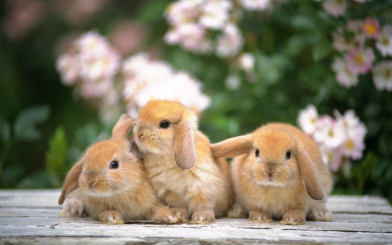 癒し系 うさぎ画像 かわいい3匹が集合 O O T Co Sutxqtru1u Twitter 癒し系 うさぎ画像 かわいい3匹が集合 O O T Co Sutxqtru1u Twitter
