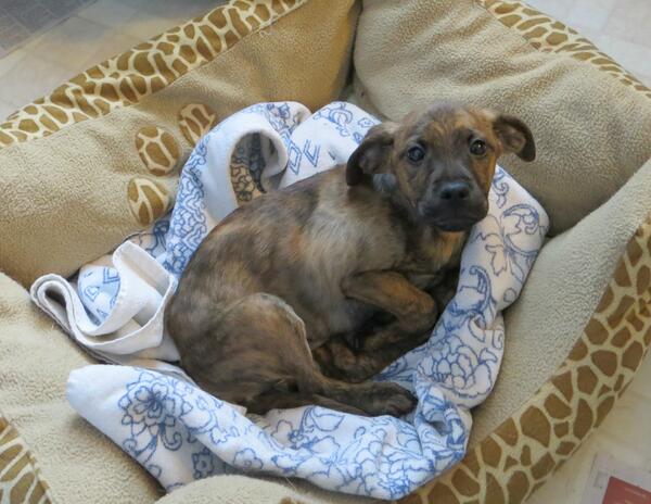 PUP Minnesota tweet media