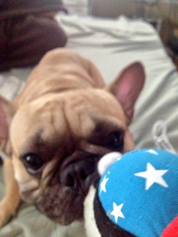 Agitated human, I think she thinks I'll hate the fireworks. Let's see. For now I'm attacking this chicken. #2013