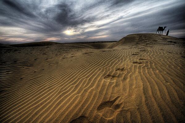 TravelAddA's tweet image. Camel at Dusk, #Jaisalmer, #Rajasthan