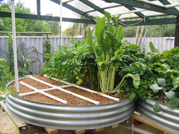 hydroexpert's tweet photo. With lettuce, you can grow herbs, such as spinach, watercress, chives, mint, etc. with the same high food production. http://t.co/6rxW17yuD5