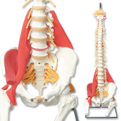 GTsimulators's tweet image. Check our Complete line of #HumanSpineModels  gtsimulators.com/Spine-Models-H…
