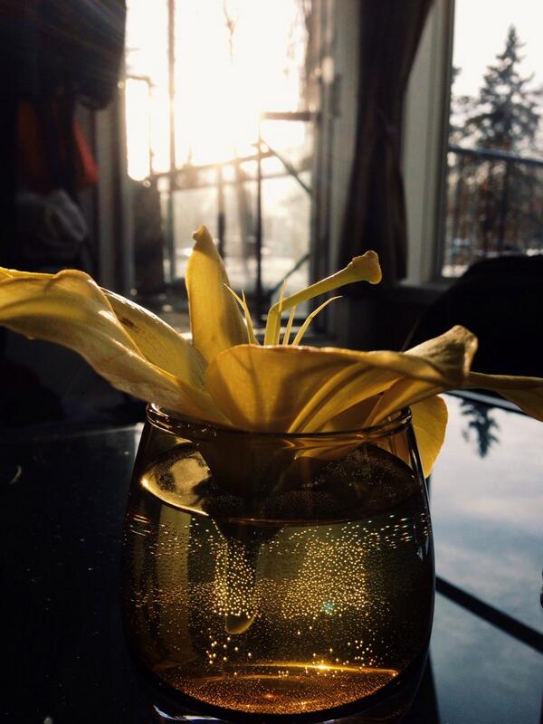 carinaludgate's tweet image. Mmmmm sunshine #yeg #warmjanuary #soakingitup