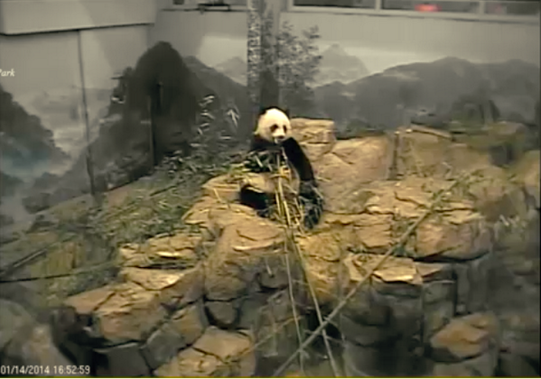 neonko's tweet photo. Keep calm and look at the panda 🐼 #панда  online #webcam #live #stream #pandacam #panda #zoo http://t.co/E5hCzget3R http://t.co/qU5hVTu592