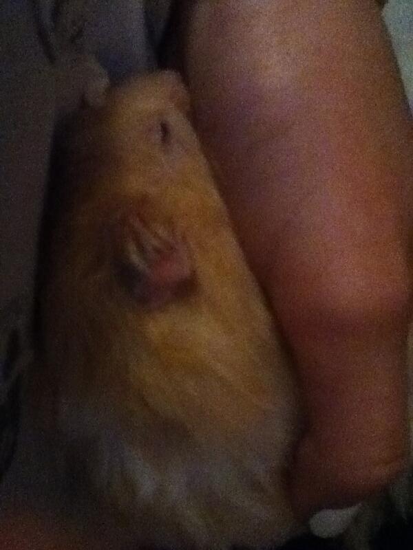 bear_hamster's tweet photo. Hi every one http://t.co/NKFJbf0xUj