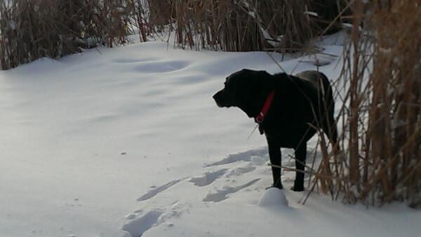 anm_space's tweet image. He also brought Oliver. #notstuck