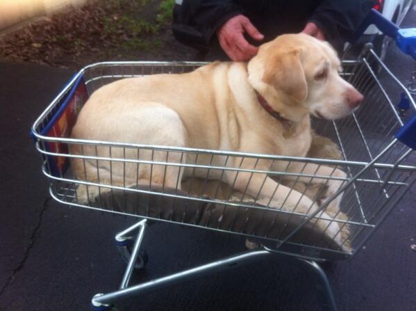 Mattaddz's tweet photo. Dads Tesco Value Dog! #ClubcardPooch http://t.co/q7uSfjyHol