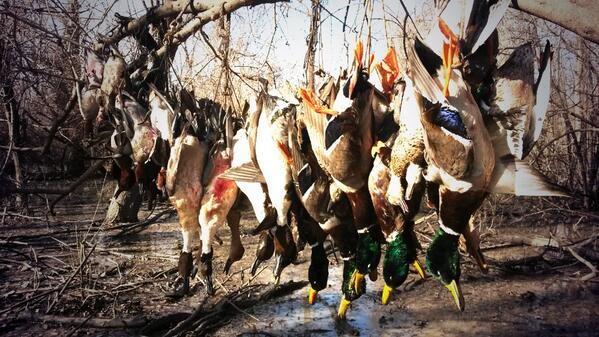 dpcoppage's tweet photo. "@GregHalterman: Cut 'em low Hang 'em High we still on em dub @dpcoppage @KeithPAllen @BandedTWG @noah_brown___ http://t.co/UAz3q8925S" yup