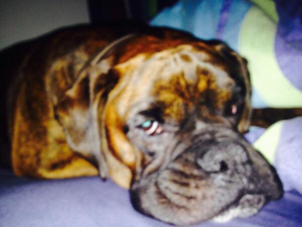 Dnagle07's tweet photo. #boxer#bed#takingthepiss http://t.co/AXjnbSMWdk