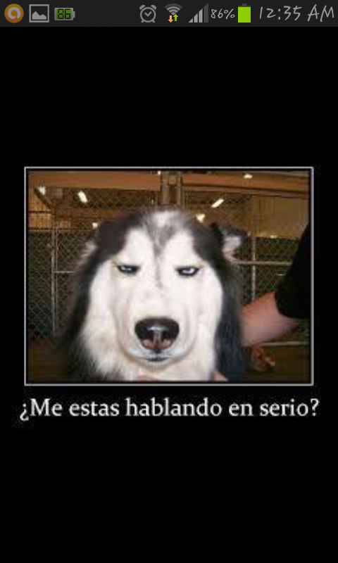 lorebacile's tweet photo. Jajajajajaja si te quiere, el es un amor esta semana lo llevo“@cbianchima: @lorebacile , el me quiere? http://t.co/VDCXTB1BW8”