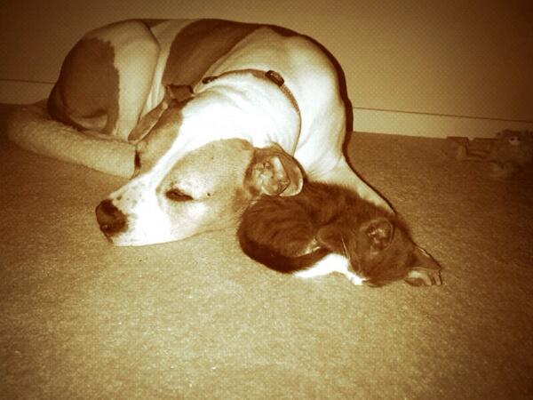 Sarah Donatella tweet media