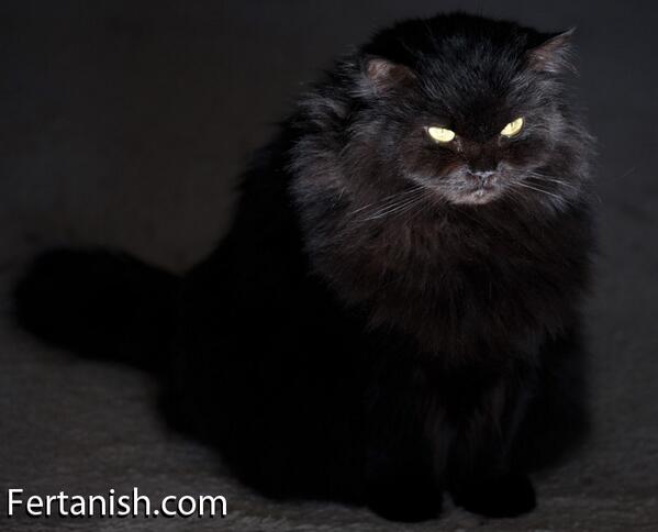 SashaCat's tweet photo. I love my brother...just don't tell him... http://t.co/2Kdx6AnCuS