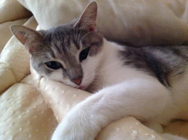 isabellejs1's tweet image. 