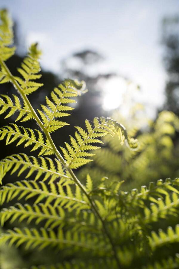 Summer mornings in the bush are magic, and distinctly cooler. Walk amongst the treetops from 9am. Breakfast until11am