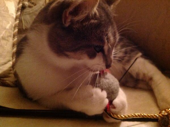 isabellejs1's tweet image. 