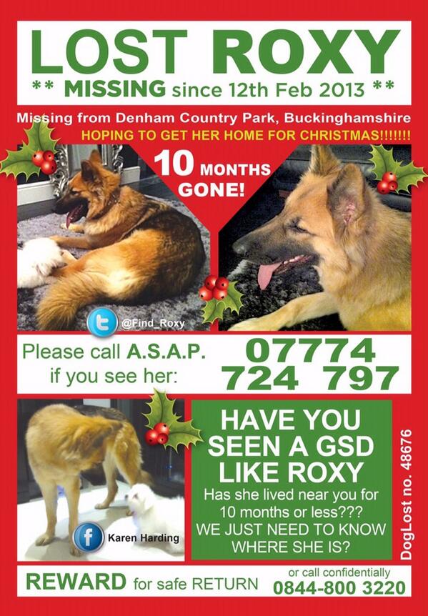 Find_Roxy's tweet photo. @Find_Roxy Missing for 11 months now, our girl ROXY. #denham, #harefield area. Have you seen this girl with anyone? http://t.co/mk3cBAA4bL