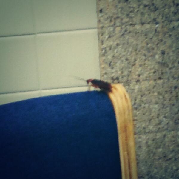 mcmcconnell's tweet photo. High Rise, home of the giant cockroach.. http://t.co/XSS1WSxzi6