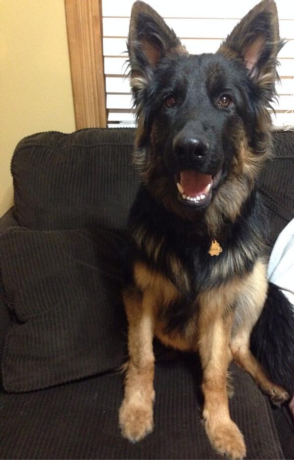 Mr Waylon Johnson, my handsome boy.