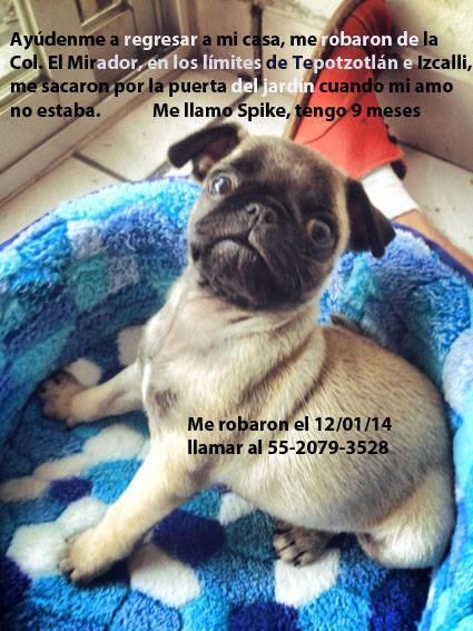 kikepillin's tweet photo. @alerebe   Gente de Izcalli, Tepotzotlán , por favor ayudenme a difundir para encontrar Pug, fue robado ayer. http://t.co/52vKUhiSko