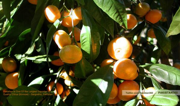 Pakistan360's tweet photo. Pakistan is One of the World's largest Exporter of Quality Oranges, especially Citrus (Kinnow)  #Winter #Pakistan http://t.co/10pT9xM3Kp