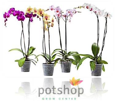 PotShopGC's tweet image. Ls tenemos en varios colores,asociadas con el amor,la belleza,el lujo y l fuerza. Ven y llévate l q más t identifique