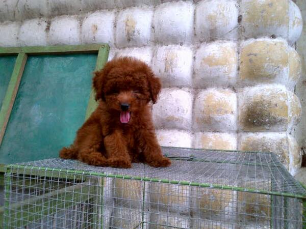 Matthew G Rainhart On Twitter Dijual Jual Anjing Red Toy