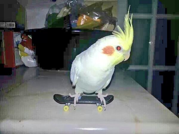 <a href="/CCVets1/">Companion Care Vets</a> we sure do....this is rocky <a href="/Jessbailey14/">Jessica Heidi</a> <a href="/mothedonkey/">#mothedonkey</a>