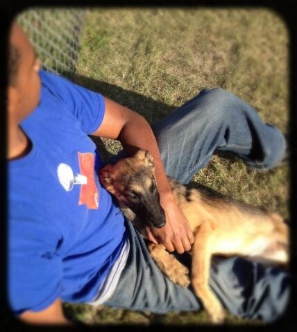 TXDogTraining's tweet image. # txdogtraining