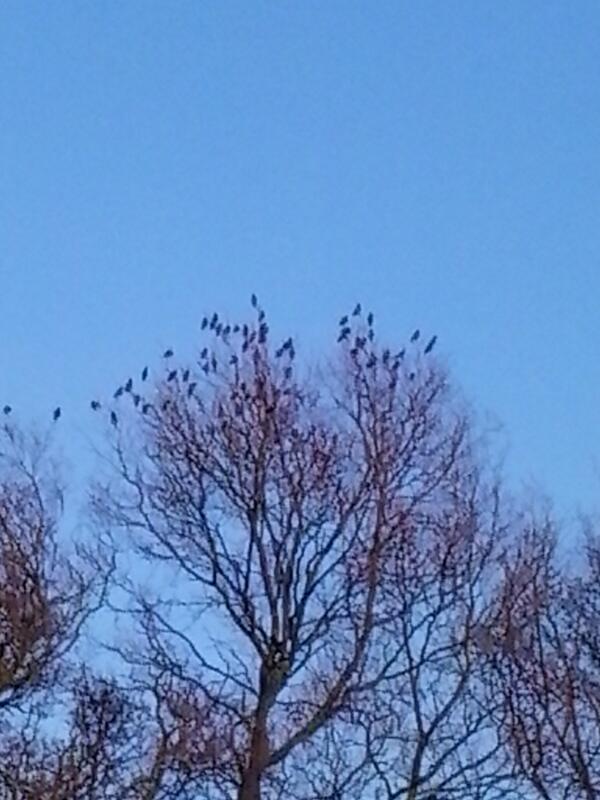 Zijn jullie niet een beetje vroeg?  #spreeuw