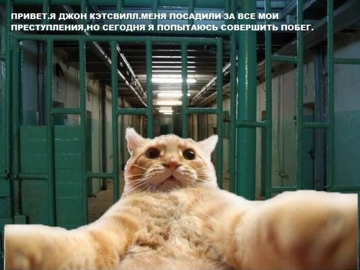 Смешные картинки кэтсвилл