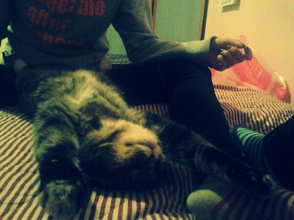 MKrilovic's tweet photo. Life is soo hard @ilovecats http://t.co/5mAuepYdgR
