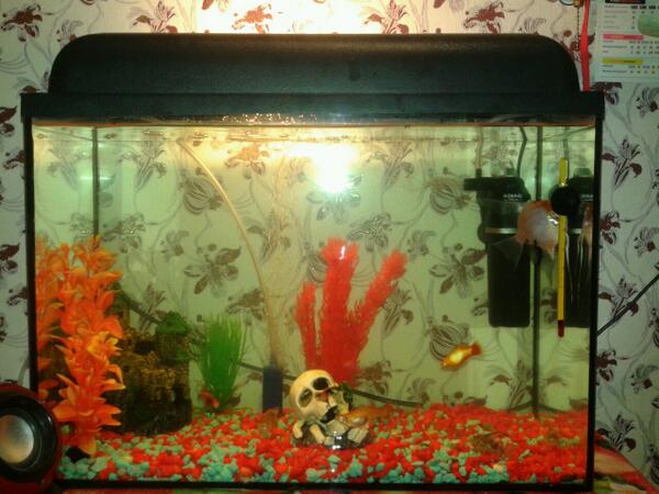 Alisa66686's tweet photo. Новенький интерьер моих рыбок http://t.co/xGT2FyydqH