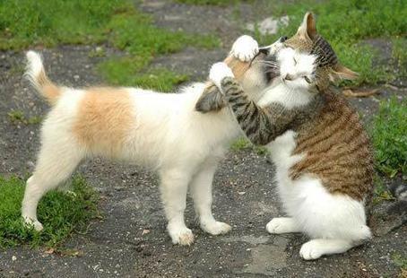 Albertitonem's tweet photo. Te miau mucho! Yo tambien te guau http://t.co/3A4SreKbCg