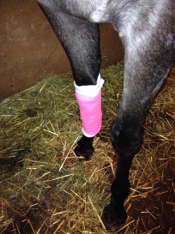 WayMillEventing's tweet image. All cleaned up &amp;amp; pretty in pink.. 2yr old decided to put her leg through a gate &amp;amp; rip it apart, not a happy pony :(