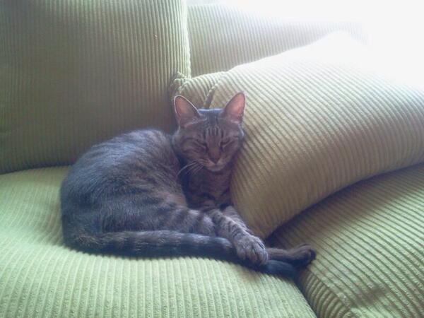 vanirosenthal's tweet photo. Busco desesperadamente a esta gata. Se llama Electra y se escapó en Alonso de Cordova con Nueva Costanera. RT plis http://t.co/vKg5XfJ6SV