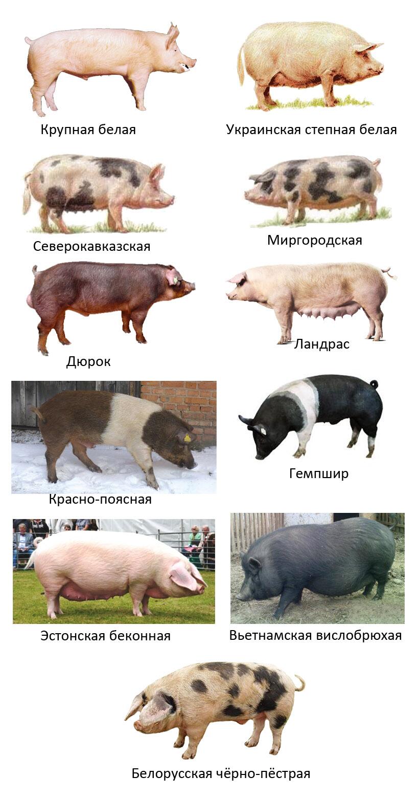 Список свиньи. Виды свиней. Породы домашних свиней. Какие есть породы Свиньев. Породы свиней разных направлений.