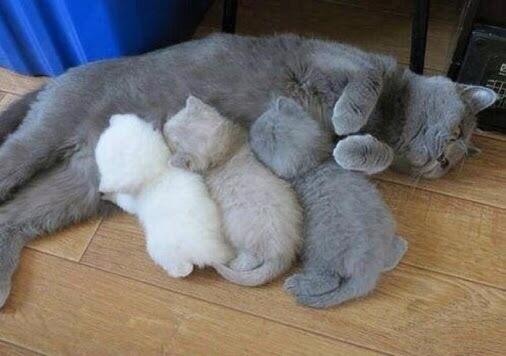 Boomburum's tweet photo. 50 коттенков серого http://t.co/8ezqrWHhuP