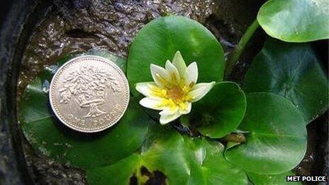 BBCNews's tweet photo. World's smallest water lily "stolen" from Kew Gardens http://t.co/p1uff8tNsc http://t.co/ZjJEFFtb6E