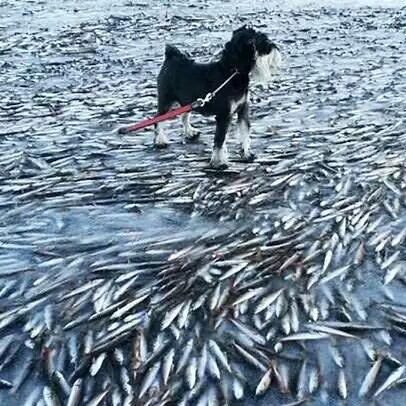 Noruega: El mar se congeló tan rápido que mató a miles de peces al instante Bd5ECW0IYAAuEe7