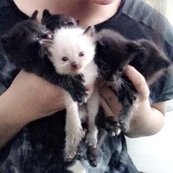 Cikakicat's tweet photo. http://t.co/qAQrLsXJb4