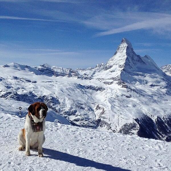 TravelLeisure's tweet image. Switzerland's Matterhorn is one of the world's most amazing views &amp;amp; clearly our #TLDogs agree: tandl.me/1bM19kL