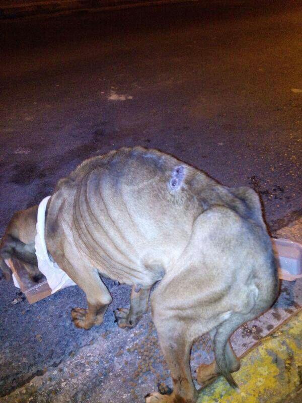 Refugio Kimba tweet media