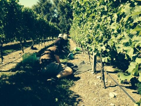 winepj's tweet photo. Gorgeous morning in Marlborough. Crunching crop estimate numbers with @Catalina_Sounds growers http://t.co/UPlUDgpGb5