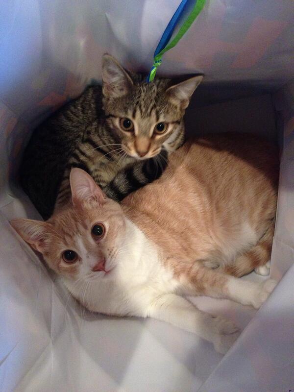 RyneGallacher's tweet photo. I got a bag of kitties #roxyheart #milo http://t.co/tvqAqpgEJO