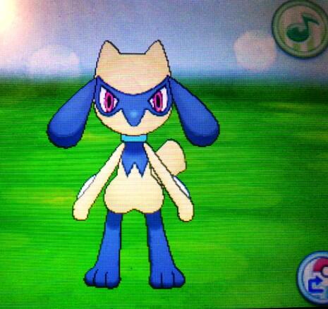 Misty_Though's tweet photo. RT for a chance to win a shinny riolu (shinny only) good luck will DM winner later on tonight #PokemonXY http://t.co/gdFnjHqdtY