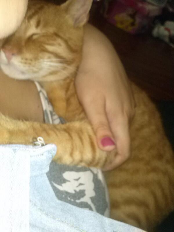 bren_roodriguez's tweet photo. Es un amor toby, lo amo a mi gordito http://t.co/UKkPuBXZeJ