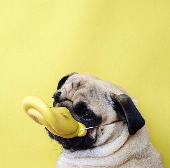 ilikepugdaily's tweet photo. Donald Puck is my father #woof http://t.co/gEmcg5ZIcK