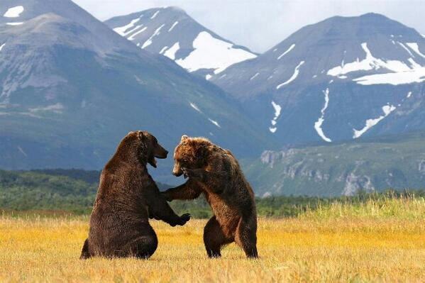 #PhotoOfTheDay 
Da Bears
po.st/qtBY5E