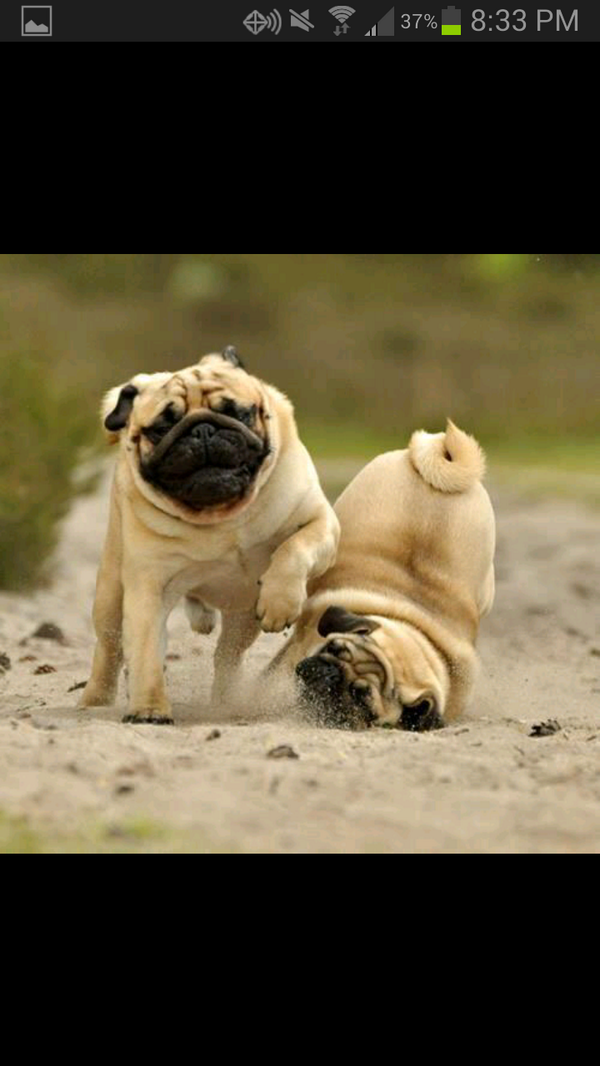 FunnyRunningXC's tweet photo. Have a great day and a fantastic run!
And don't fall! http://t.co/XV91a3Q4BH