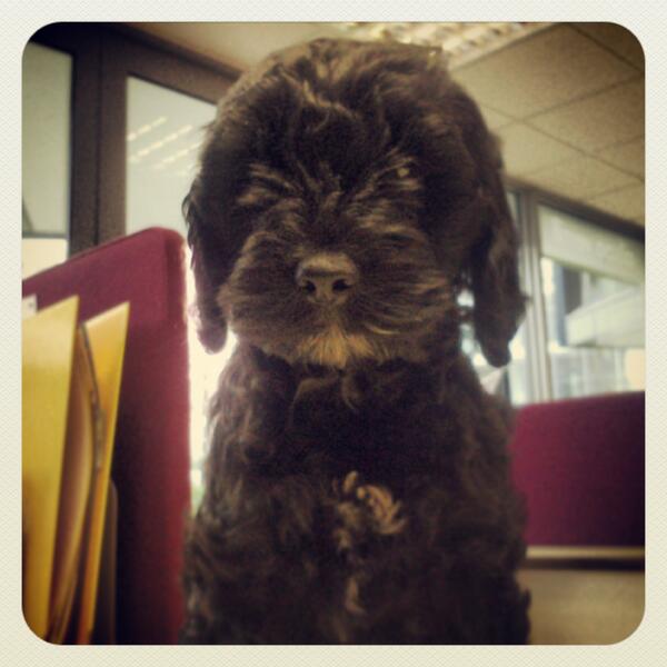 AlsopVerrill's tweet photo. Meet Stanley the latest addition to the AV office. http://t.co/LVGjTL61rr